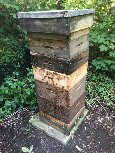 The busy beehive behind St Olave's Church